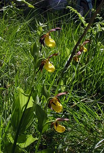 Cypripedium calceolus (Orchidaceae)  - Sabot-de-Vénus - Lady's-slipper  [France] 04/06/2005 - 390m