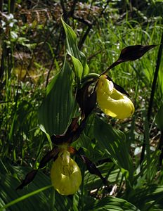 Cypripedium calceolus (Orchidaceae)  - Sabot-de-Vénus - Lady's-slipper  [France] 04/06/2005 - 390m
