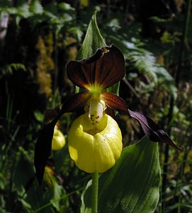 Cypripedium calceolus (Orchidaceae)  - Sabot-de-Vénus - Lady's-slipper  [France] 04/06/2005 - 390m
