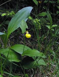 Cypripedium calceolus (Orchidaceae)  - Sabot-de-Vénus - Lady's-slipper Cote-d'Or [France] 05/06/2005 - 350m