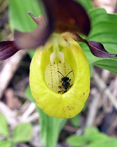 Cypripedium calceolus (Orchidaceae)  - Sabot-de-Vénus - Lady's-slipper Cote-d'Or [France] 05/06/2005 - 350m