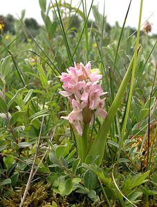 Dactylorhiza incarnata (Orchidaceae)  - Dactylorhize incarnat, Orchis incarnat, Orchis couleur de chair - Early Marsh-orchid  [Pays-Bas] 25/06/2005