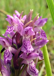 Dactylorhiza incarnata (Orchidaceae)  - Dactylorhize incarnat, Orchis incarnat, Orchis couleur de chair - Early Marsh-orchid  [Pays-Bas] 25/06/2005