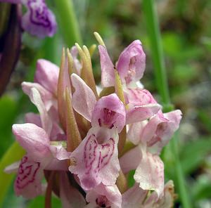 Dactylorhiza incarnata (Orchidaceae)  - Dactylorhize incarnat, Orchis incarnat, Orchis couleur de chair - Early Marsh-orchid  [Pays-Bas] 25/06/2005