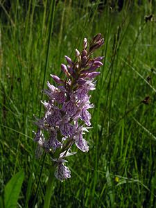 Dactylorhiza maculata (Orchidaceae)  - Dactylorhize maculé, Orchis tacheté, Orchis maculé - Heath Spotted-orchid Ardennes [France] 12/06/2005 - 350m