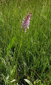 Dactylorhiza maculata (Orchidaceae)  - Dactylorhize maculé, Orchis tacheté, Orchis maculé - Heath Spotted-orchid Ardennes [France] 12/06/2005 - 350m