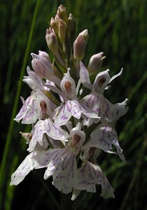 Dactylorhiza maculata (Orchidaceae)  - Dactylorhize maculé, Orchis tacheté, Orchis maculé - Heath Spotted-orchid Ardennes [France] 12/06/2005 - 350m