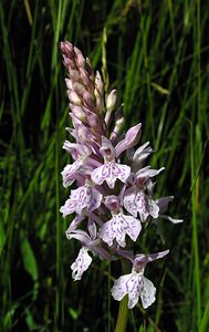 Dactylorhiza maculata (Orchidaceae)  - Dactylorhize maculé, Orchis tacheté, Orchis maculé - Heath Spotted-orchid Ardennes [France] 12/06/2005 - 350m