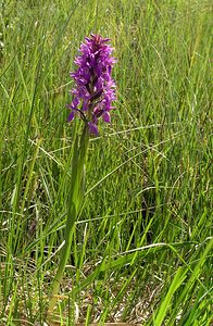 Dactylorhiza sphagnicola (Orchidaceae)  - Dactylorhize des sphaignes, Orchis des sphaignes Ardennes [France] 12/06/2005 - 350m