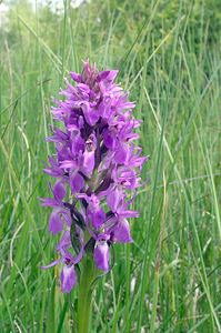 Dactylorhiza sphagnicola (Orchidaceae)  - Dactylorhize des sphaignes, Orchis des sphaignes Ardennes [France] 12/06/2005 - 350m