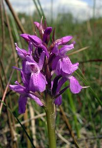 Dactylorhiza sphagnicola (Orchidaceae)  - Dactylorhize des sphaignes, Orchis des sphaignes Ardennes [France] 12/06/2005 - 350m