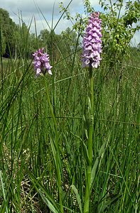 Dactylorhiza sphagnicola (Orchidaceae)  - Dactylorhize des sphaignes, Orchis des sphaignes Ardennes [France] 12/06/2005 - 350mtr?s probablement hybrid?, avec D praetermissa ou D maculata