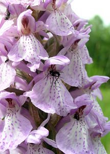 Dactylorhiza sphagnicola (Orchidaceae)  - Dactylorhize des sphaignes, Orchis des sphaignes Ardennes [France] 12/06/2005 - 350mtr?s probablement hybrid?, avec D praetermissa ou D maculata. Remarquer les dipt?res engag?s dans l'?peron, tr?s fr?quent avec les dactylorhiza.