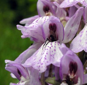 Dactylorhiza sphagnicola (Orchidaceae)  - Dactylorhize des sphaignes, Orchis des sphaignes Ardennes [France] 12/06/2005 - 350mtr?s probablement hybrid?, avec D praetermissa ou D maculata. Remarquer les dipt?res engag?s dans l'?peron, tr?s fr?quent avec les dactylorhiza.