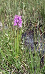 Dactylorhiza sphagnicola (Orchidaceae)  - Dactylorhize des sphaignes, Orchis des sphaignes Ardennes [France] 12/06/2005 - 350m