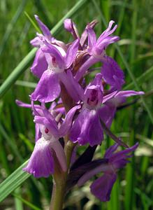 Dactylorhiza sphagnicola (Orchidaceae)  - Dactylorhize des sphaignes, Orchis des sphaignes Ardennes [France] 12/06/2005 - 350m