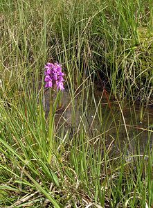 Dactylorhiza sphagnicola (Orchidaceae)  - Dactylorhize des sphaignes, Orchis des sphaignes Ardennes [France] 12/06/2005 - 350m