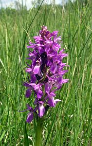 Dactylorhiza sphagnicola (Orchidaceae)  - Dactylorhize des sphaignes, Orchis des sphaignes Ardennes [France] 12/06/2005 - 350m