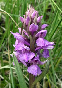 Dactylorhiza sphagnicola (Orchidaceae)  - Dactylorhize des sphaignes, Orchis des sphaignes Ardennes [France] 12/06/2005 - 460m