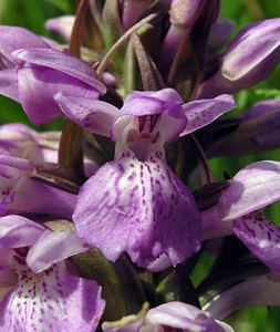 Dactylorhiza sphagnicola (Orchidaceae)  - Dactylorhize des sphaignes, Orchis des sphaignes Ardennes [France] 12/06/2005 - 460m
