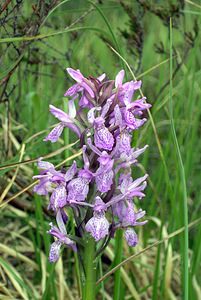 Dactylorhiza sphagnicola (Orchidaceae)  - Dactylorhize des sphaignes, Orchis des sphaignes Ardennes [France] 12/06/2005 - 460m