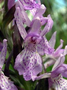 Dactylorhiza sphagnicola (Orchidaceae)  - Dactylorhize des sphaignes, Orchis des sphaignes Ardennes [France] 12/06/2005 - 460m