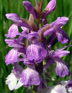 Dactylorhiza sphagnicola (Orchidaceae)  - Dactylorhize des sphaignes, Orchis des sphaignes Ardennes [France] 12/06/2005 - 460m