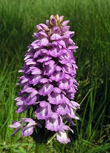 Dactylorhiza sphagnicola (Orchidaceae)  - Dactylorhize des sphaignes, Orchis des sphaignes Ardennes [France] 12/06/2005 - 460m