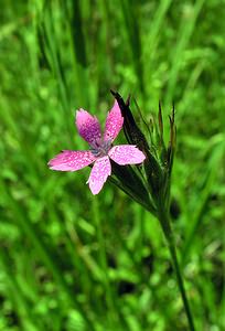 Dianthus armeria (Caryophyllaceae)  - oeillet armérie, oeillet velu, Armoirie, oeillet à bouquet - Deptford Pink Marne [France] 18/06/2005 - 130m