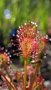 Drosera intermedia (Droseraceae)  - Rossolis intermédiaire, Droséra intermédiaire - Oblong-leaved Sundew Ardennes [France] 12/06/2005 - 350m