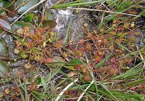 Drosera rotundifolia (Droseraceae)  - Rossolis à feuilles rondes, Droséra à feuilles rondes - Round-leaved Sundew Ardennes [France] 12/06/2005 - 310m