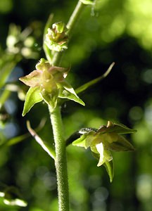 Epipactis microphylla (Orchidaceae)  - Épipactide à petites feuilles, Épipactis à petites feuilles Marne [France] 18/06/2005 - 130m