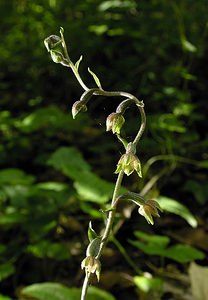 Epipactis microphylla (Orchidaceae)  - Épipactide à petites feuilles, Épipactis à petites feuilles Marne [France] 18/06/2005 - 130m