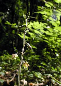 Epipactis microphylla (Orchidaceae)  - Épipactide à petites feuilles, Épipactis à petites feuilles Marne [France] 18/06/2005 - 130m