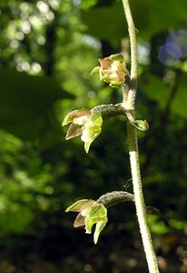 Epipactis microphylla (Orchidaceae)  - Épipactide à petites feuilles, Épipactis à petites feuilles Marne [France] 18/06/2005 - 130m