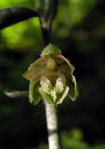 Epipactis microphylla (Orchidaceae)  - Épipactide à petites feuilles, Épipactis à petites feuilles Marne [France] 18/06/2005 - 130m