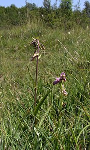 Epipactis palustris (Orchidaceae)  - Épipactis des marais - Marsh Helleborine Marne [France] 18/06/2005 - 220mune cohabitation inhabituelle avec Ophrys fuciflora