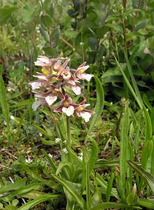 Epipactis palustris (Orchidaceae)  - Épipactis des marais - Marsh Helleborine  [Pays-Bas] 25/06/2005