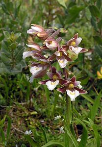 Epipactis palustris (Orchidaceae)  - Épipactis des marais - Marsh Helleborine  [Pays-Bas] 25/06/2005