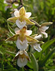 Epipactis palustris (Orchidaceae)  - Épipactis des marais - Marsh Helleborine  [Pays-Bas] 25/06/2005