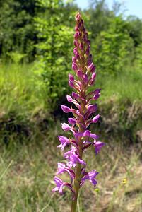 Gymnadenia conopsea (Orchidaceae)  - Gymnadénie moucheron, Orchis moucheron, Orchis moustique - Fragrant Orchid Marne [France] 18/06/2005 - 220m