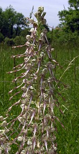 Himantoglossum hircinum (Orchidaceae)  - Himantoglosse bouc, Orchis bouc, Himantoglosse à odeur de bouc - Lizard Orchid Aube [France] 03/06/2005 - 230m