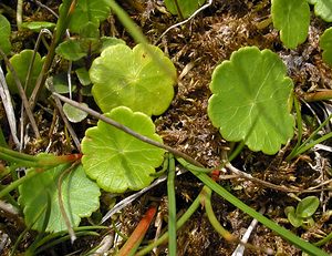 Hydrocotyle vulgaris (Araliaceae)  - Hydrocotyle commune, Écuelle d'eau, Herbe aux patagons - Marsh Pennywort  [Pays-Bas] 25/06/2005