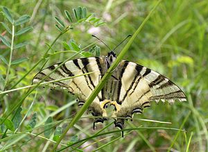 Iphiclides podalirius (Papilionidae)  - Flambé - Scarce Swallowtail Cote-d'Or [France] 05/06/2005 - 350m