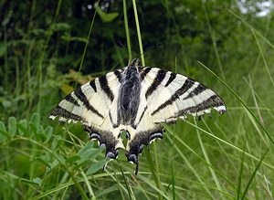 Iphiclides podalirius (Papilionidae)  - Flambé - Scarce Swallowtail Cote-d'Or [France] 05/06/2005 - 350m