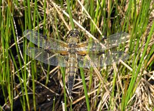 Libellula quadrimaculata (Libellulidae)  - Libellule quadrimaculée, Libellule à quatre taches - Four-spotted Chaser Ardennes [France] 12/06/2005 - 350m