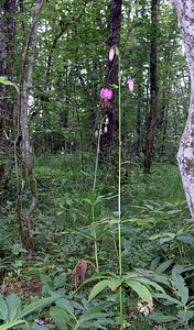 Lilium martagon (Liliaceae)  - Lis martagon, Lis de Catherine - Martagon Lily Cote-d'Or [France] 05/06/2005 - 560m