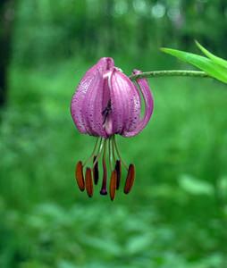 Lilium martagon (Liliaceae)  - Lis martagon, Lis de Catherine - Martagon Lily Cote-d'Or [France] 05/06/2005 - 560m