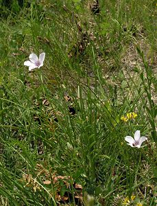 Linum tenuifolium (Linaceae)  - Lin à feuilles ténues, Lin à feuilles menues, Lin à petites feuilles Aube [France] 03/06/2005 - 250m