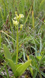 Liparis loeselii var. ovata (Orchidaceae)  - Liparis ovale  [Pays-Bas] 25/06/2005